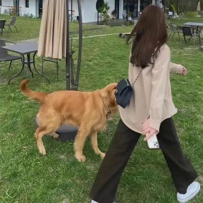 犹太长老的灵猫